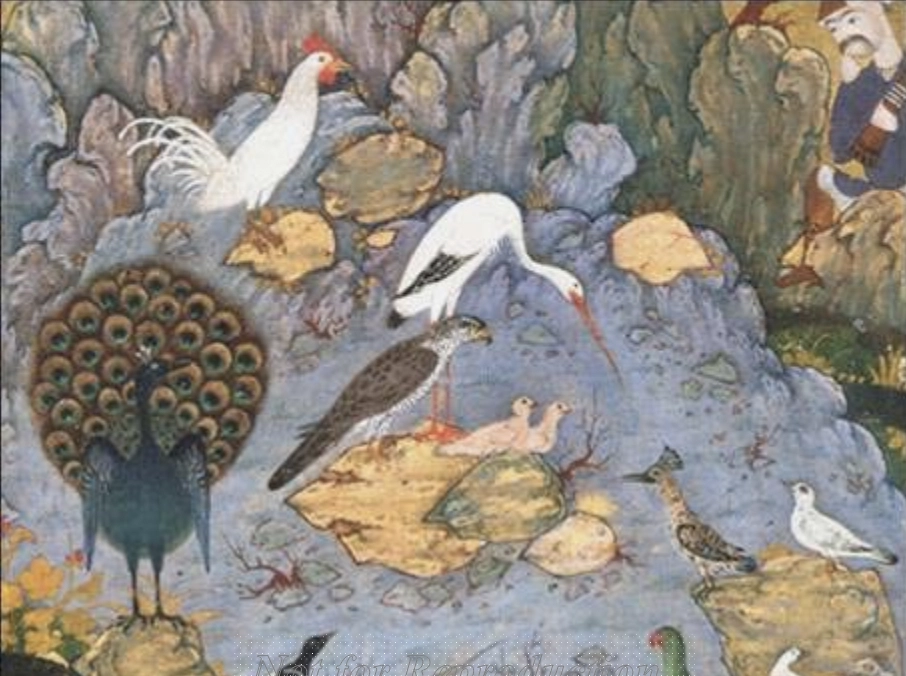 Birds