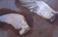 Studies of Wings Nicolas Vleughels, 1717