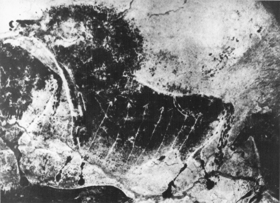 Archive record preview image