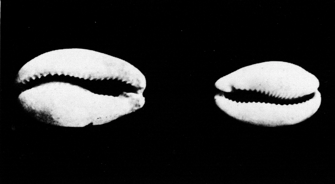 Archive record preview image