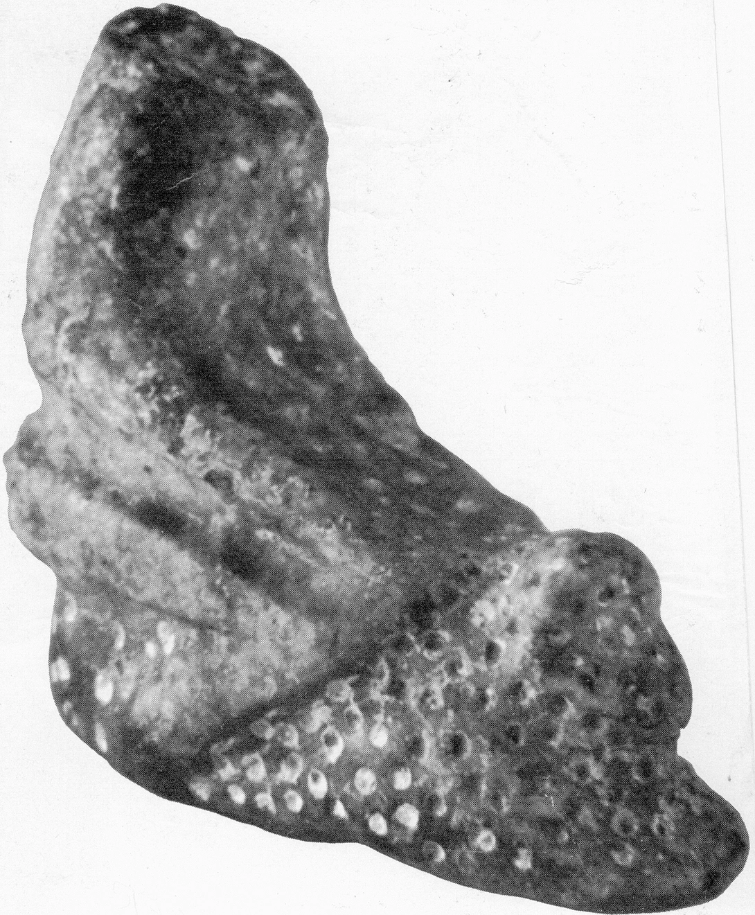 Archive record preview image