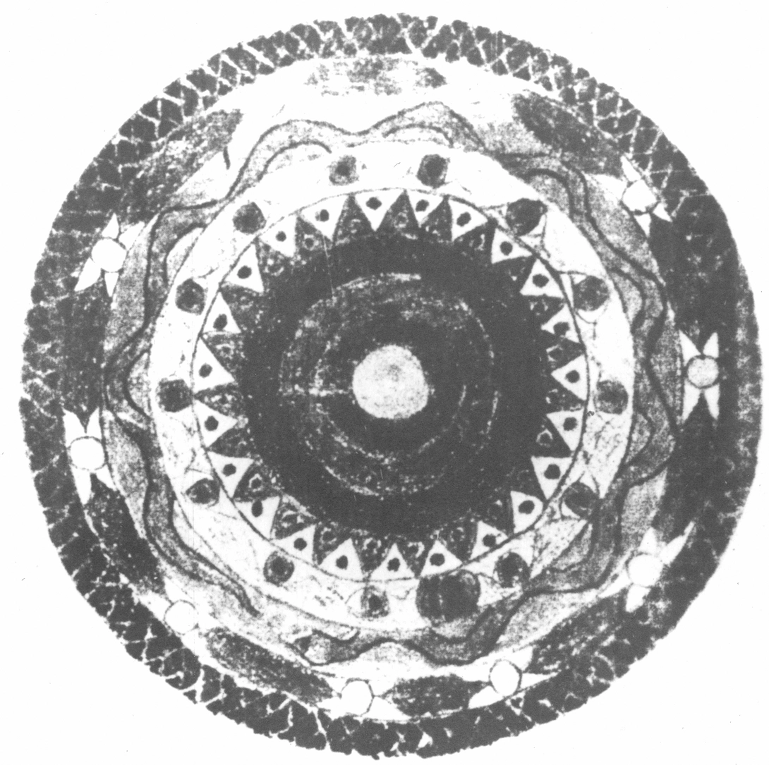 Archive record preview image