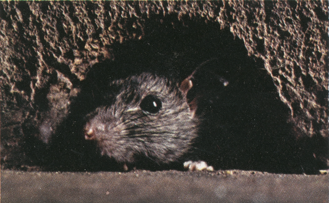 Archive record preview image